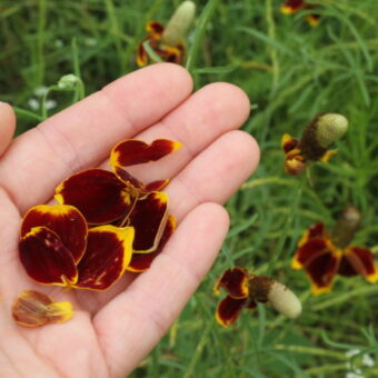 Prairie Coneflower Hill Country Custom Soap