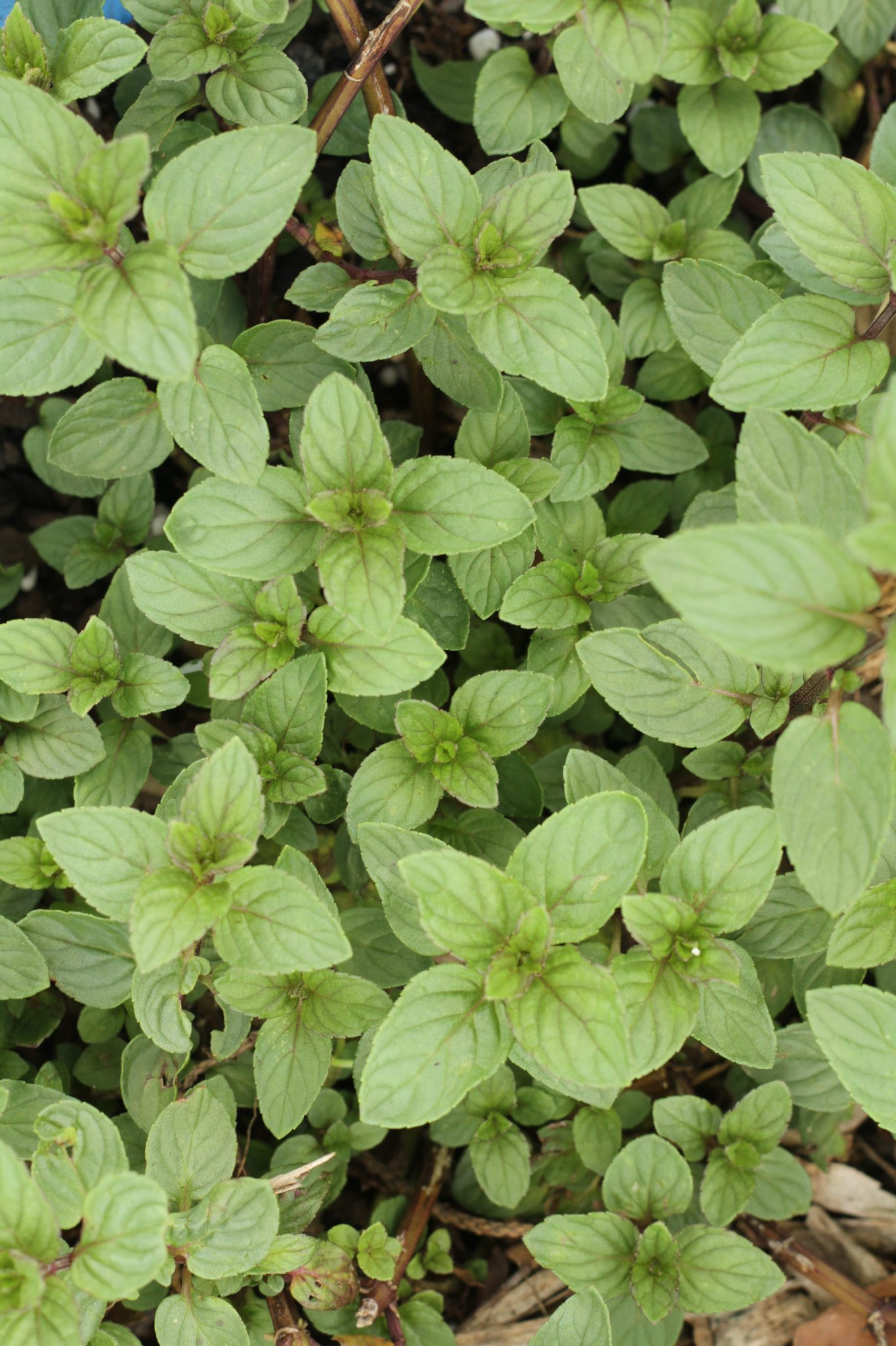 Peppermint Essential Oil and Fresh Herbs Texas Hill Country