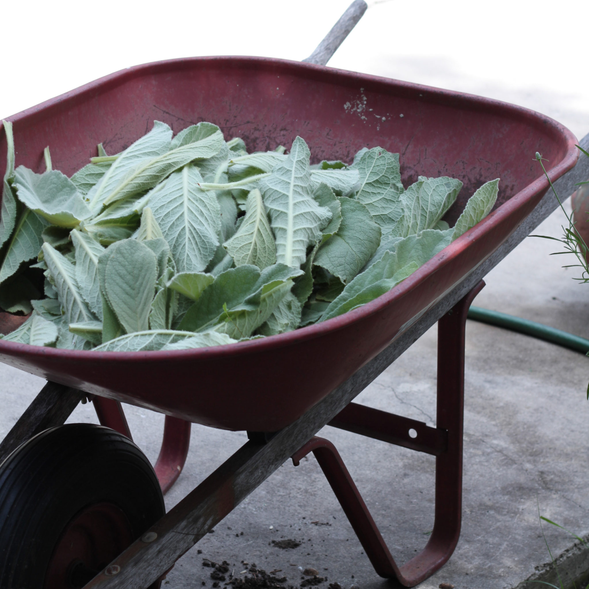 Mullein Distilling Texas Hill Country Old Factory Soap