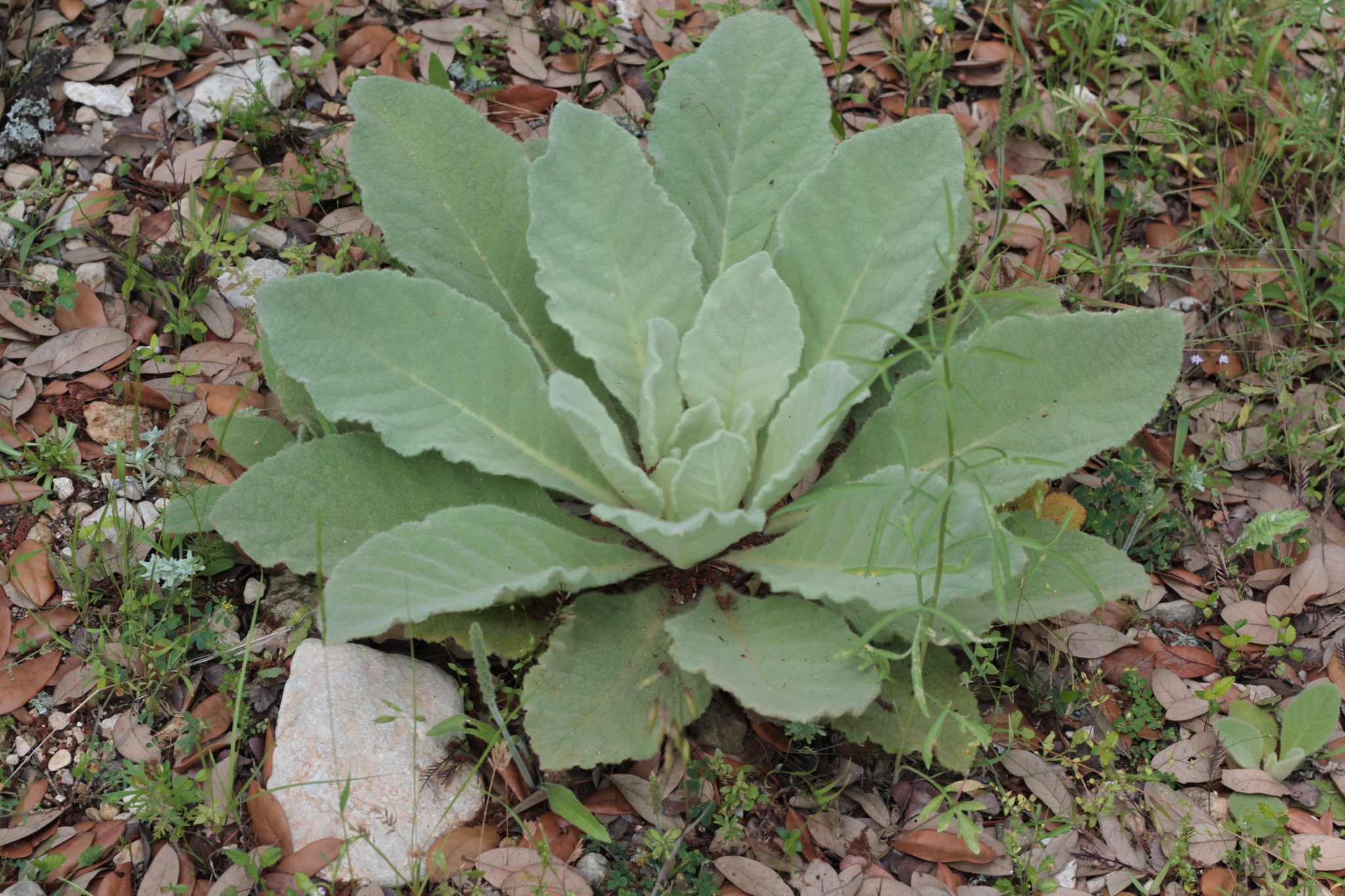 Mullein Distilling Texas Hill Country Old Factory Soap