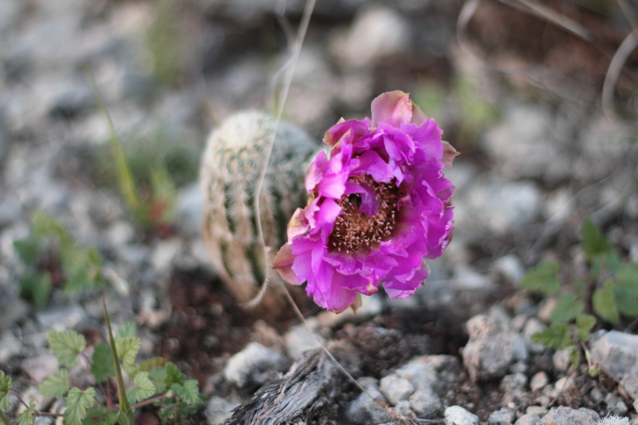 Wimberley Soap Factory Old Factory Soap Company