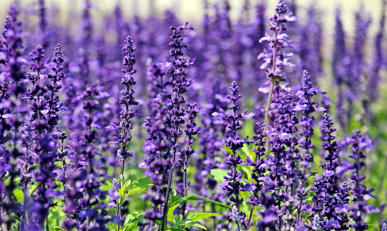 Blanco Lavender Soap Handmade In Blanco Texas Old Factory