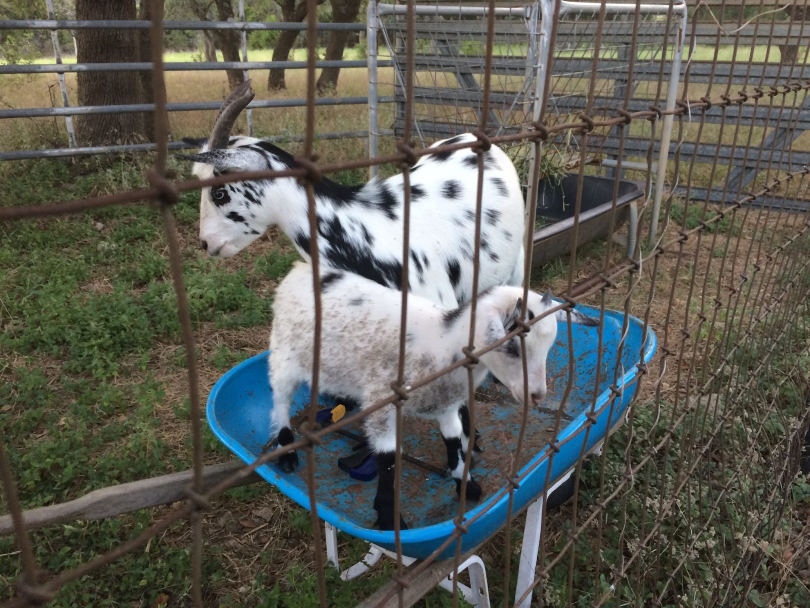Nigerian Dwarf Goats in Blanco Texas Raw Goats Milk Soap