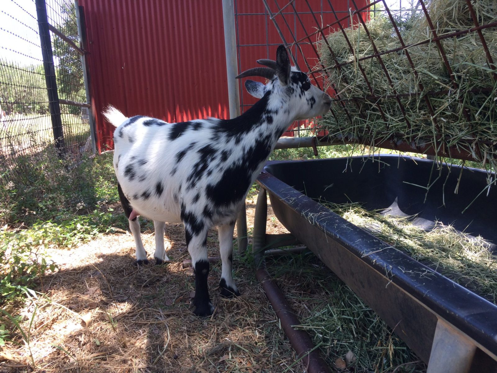 Nigerian Dwarf Goats in Fischer Texas Old Factory Goats Milk Soap