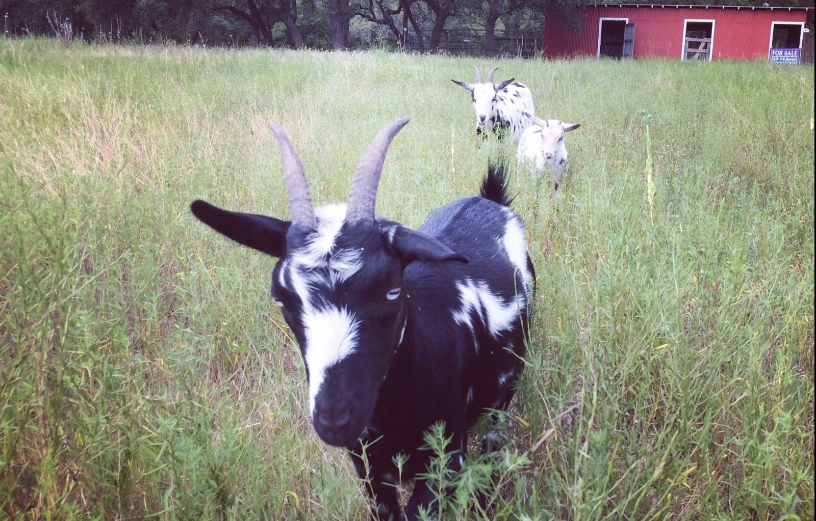 Nigerian Dwarf Goats in Blanco Texas Goats Milk Soap
