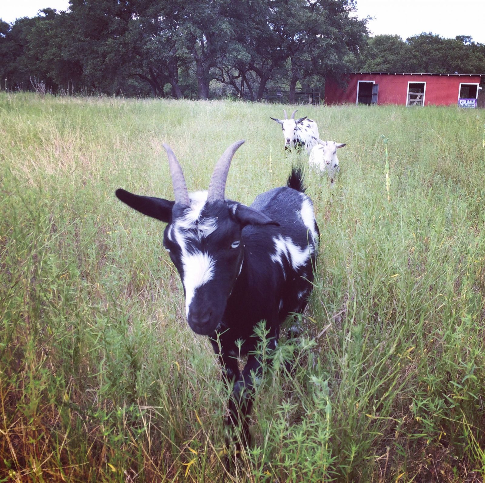 Nigerian Dwarf Goats in Blanco Texas Goats Milk Soap