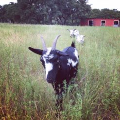 Nigerian Dwarf Goats in Blanco Texas Goats Milk Soap