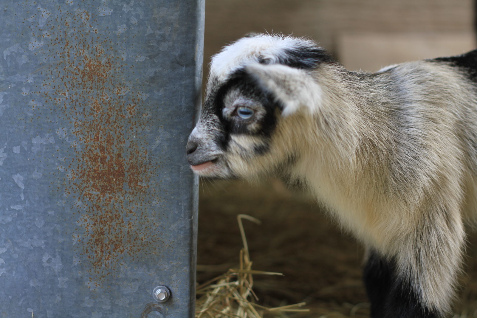 Nigerian Dwarf Goat Babies born St Patricks Day 2018