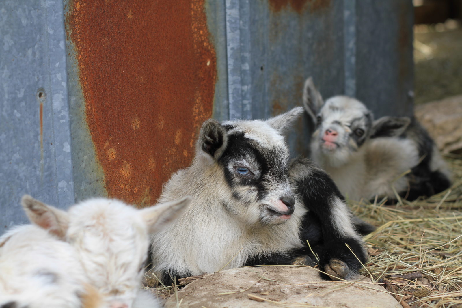 Nigerian Dwarf Goat Babies born St Patricks Day 2018