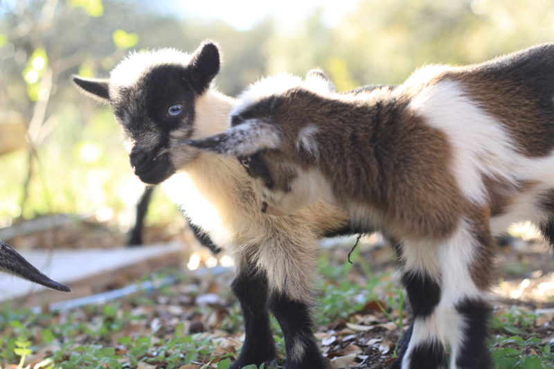 Baby Nigerian Dwarf Goats Old Factory