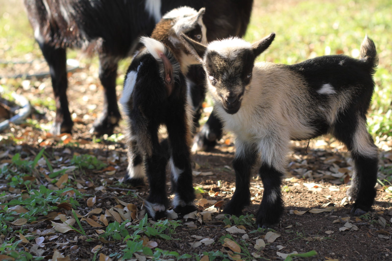 Nigerian Dwarf Goat Babies born St Patricks Day 2018