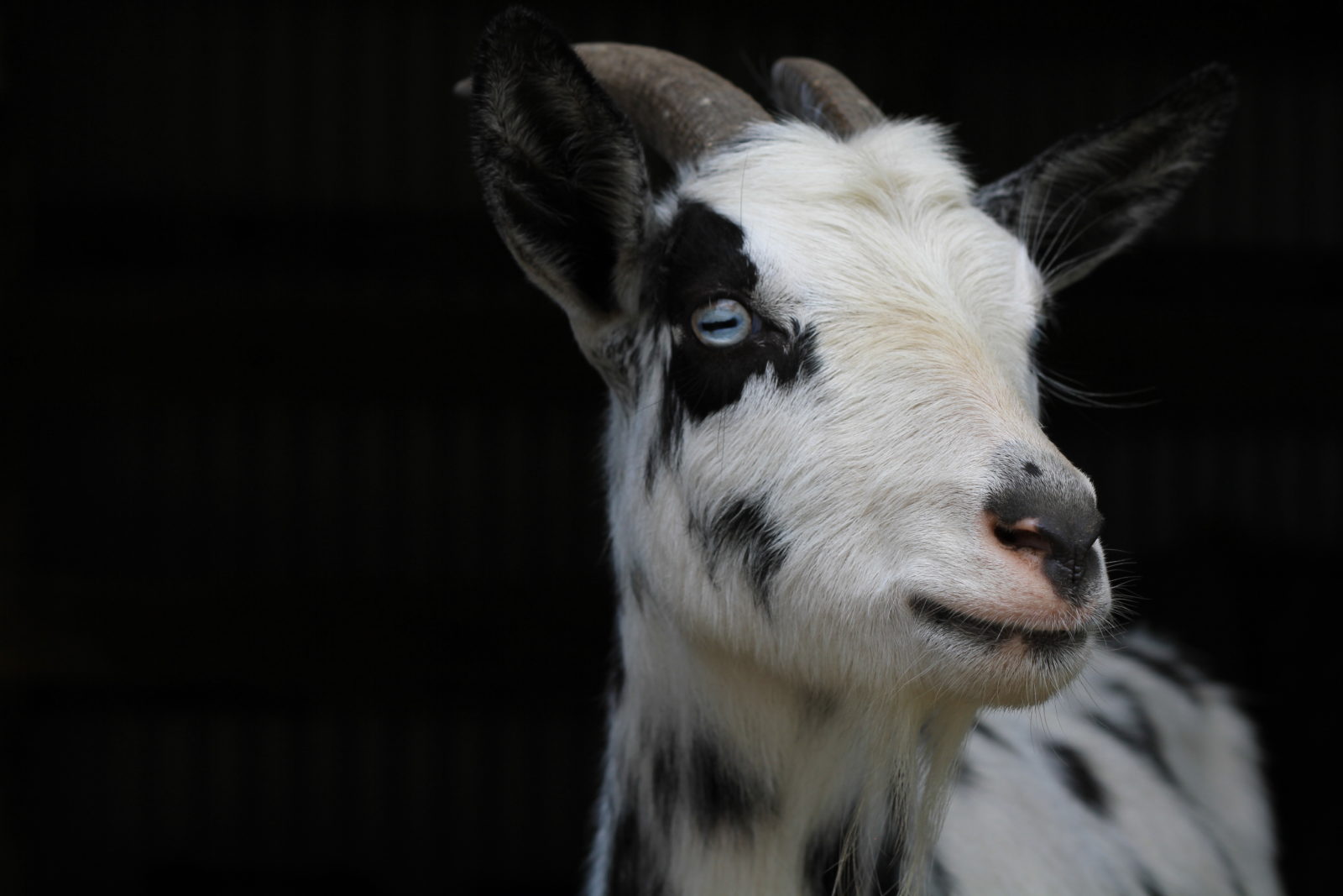 Nigerian Dwarf Goat Salt Old Factory Soap Company Blanco Texas