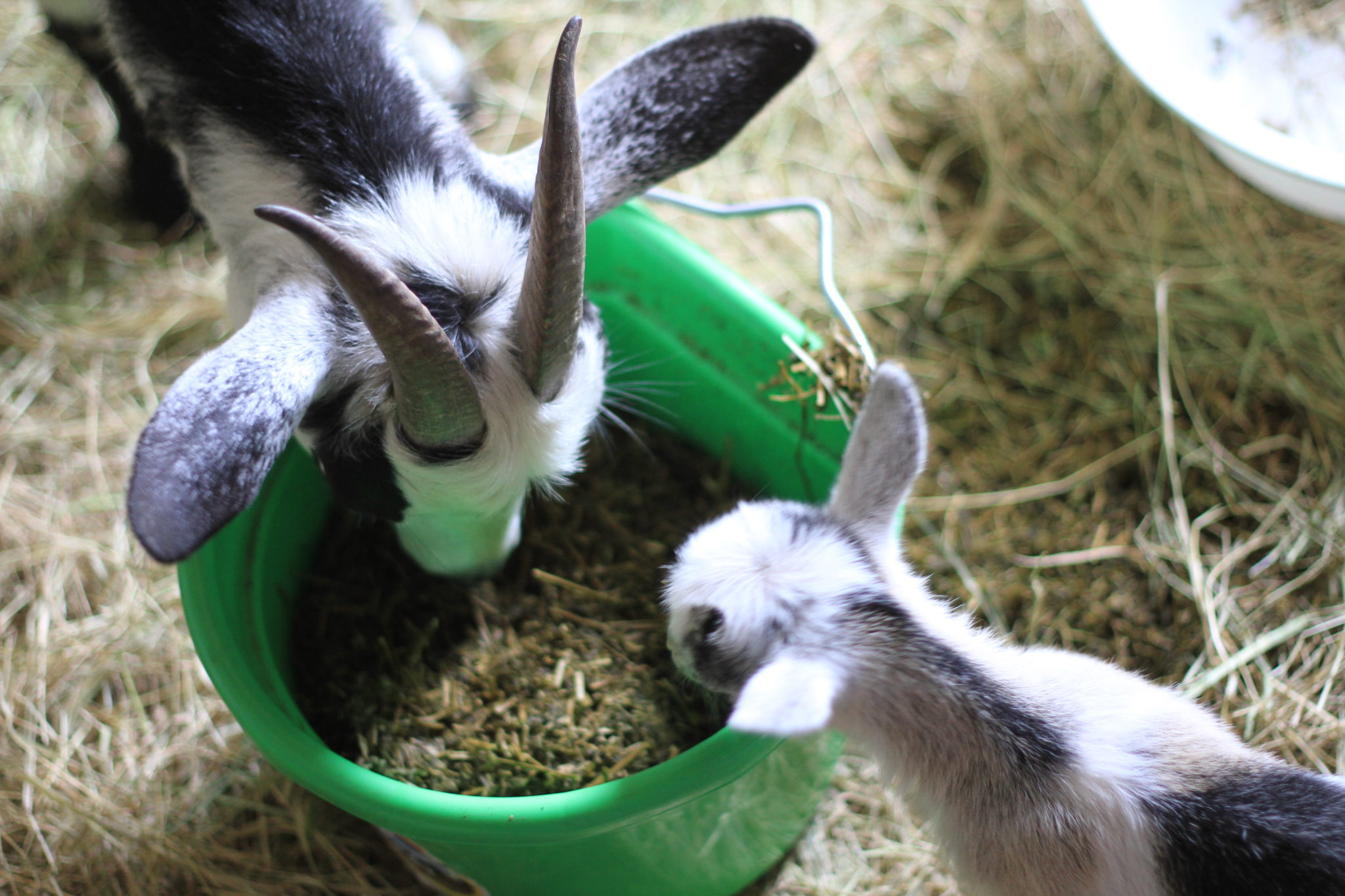 Clover McCloud Salt Baby Nigerian Dwarf Goat Blanco Texas Hill Country Old Factory Soap