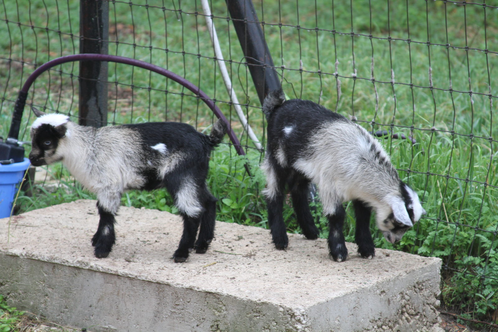 Cypress Morello Flax Jackson Baby Nigerian Dwarf Goat Blanco Texas Hill Country Old Factory Soap