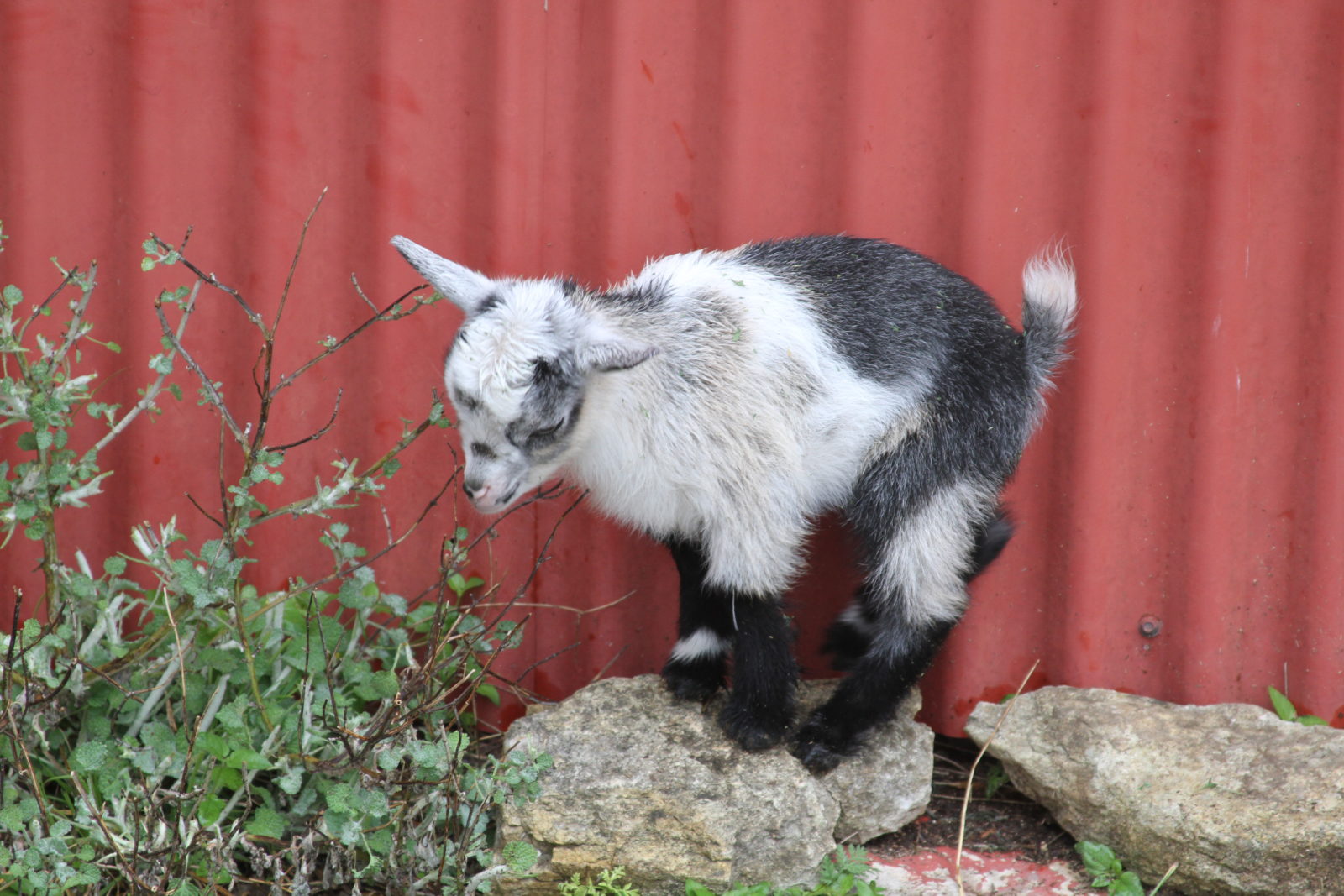 Clover McCloud Baby Nigerian Dwarf Goat Blanco Texas Hill Country Old Factory Soap