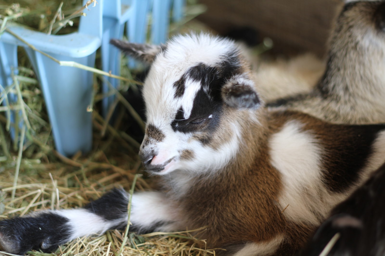 Comfrey Beauregard Nigerian Dwarf Goat Blanco Texas Hill Country Old Factory Soap Company