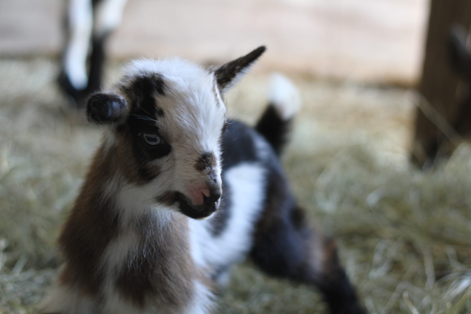 Comfrey Beauregard Baby Nigerian Dwarf Goat Blanco Texas Hill Country Old Factory Soap