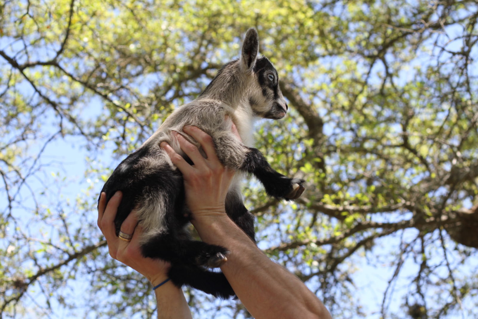 Flax Jackson Baby Nigerian Dwarf Goat Blanco Texas Hill Country Old Factory Soap