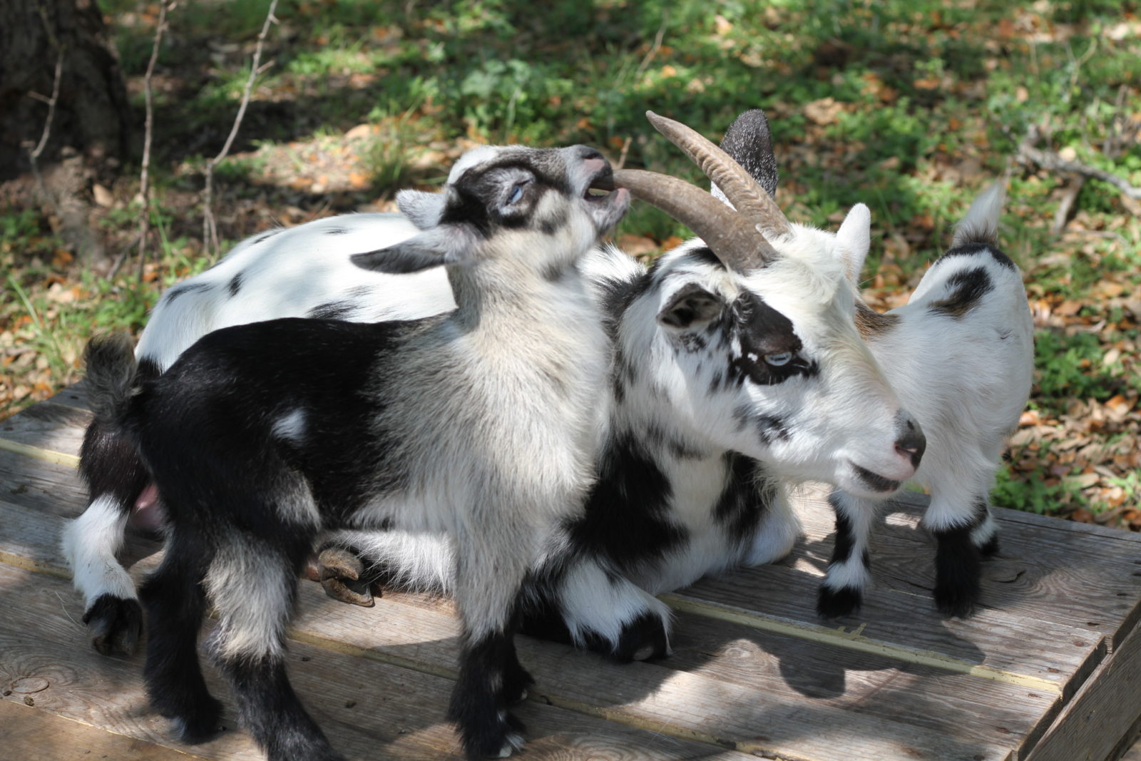 Flax Jackson Baby Nigerian Dwarf Goat Blanco Texas Hill Country Old Factory Soap