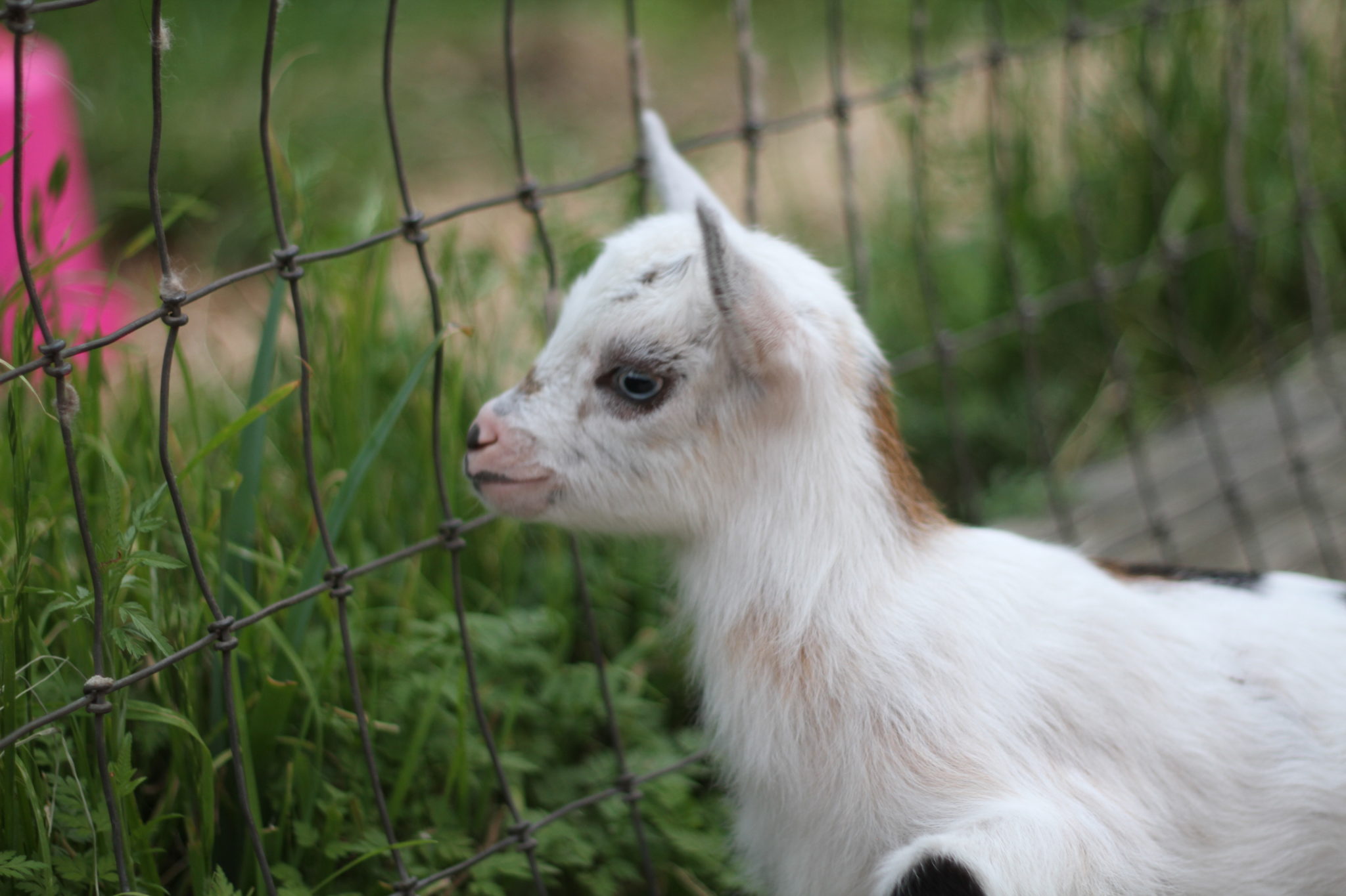 Rose Meringue Nigerian Dwarf Goat Blanco Texas Hill Country Old Factory Soap