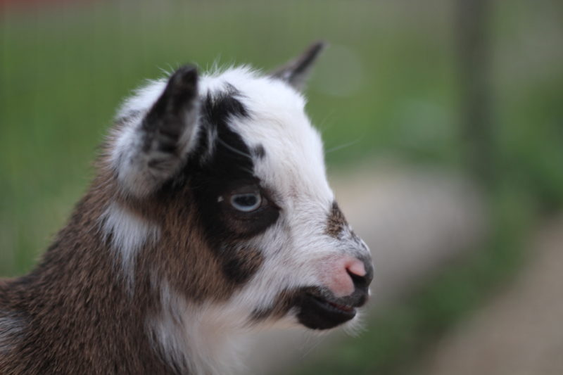 Comfrey Beauregard Nigerian Dwarf Goat Blanco Texas Hill Country Old Factory Soap