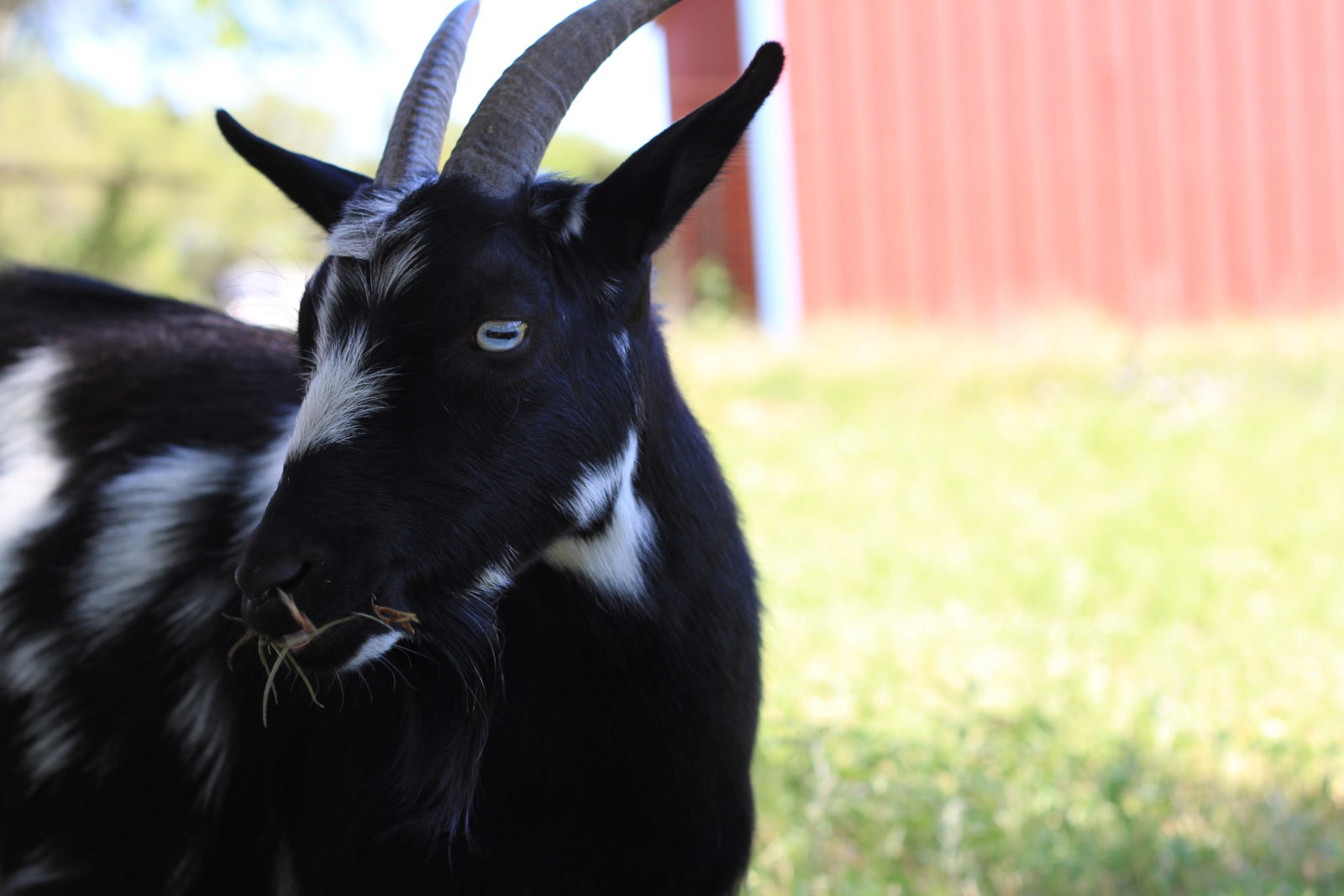 Pepper Nigerian Dwarf Goat Fischer Texas Old Factory Goats Milk Soap