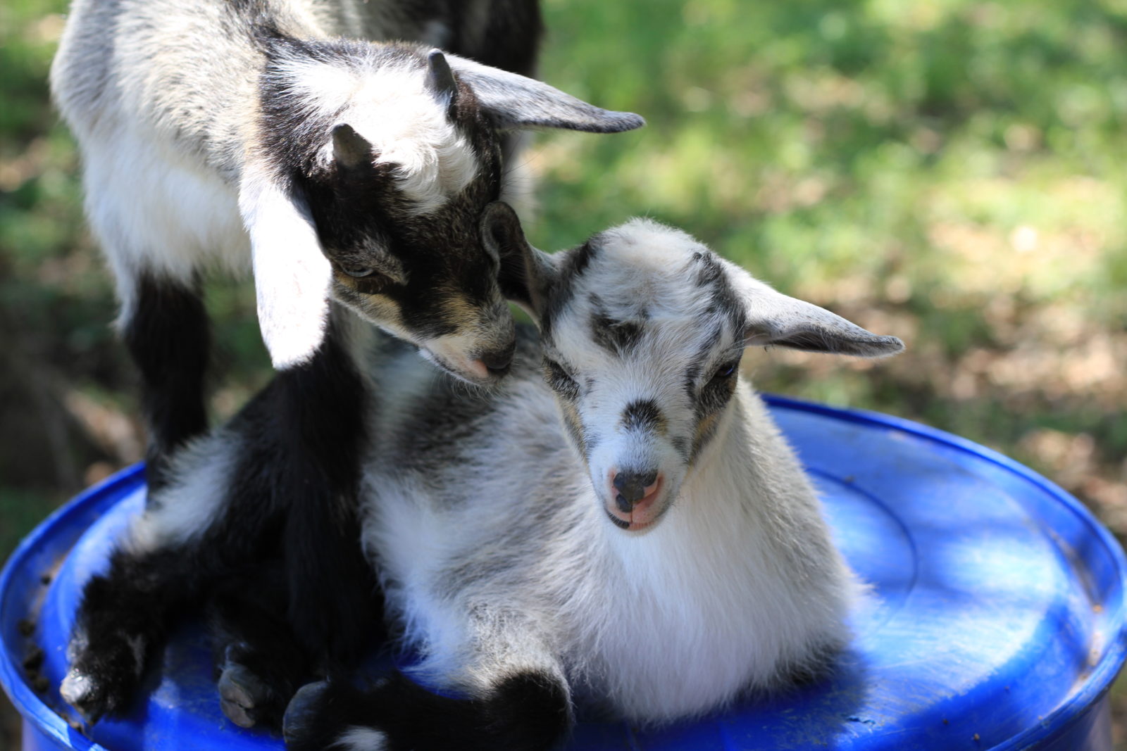 Nigerian Dwarf Goat Babies in Wimberley Texas at Old Factory Soap