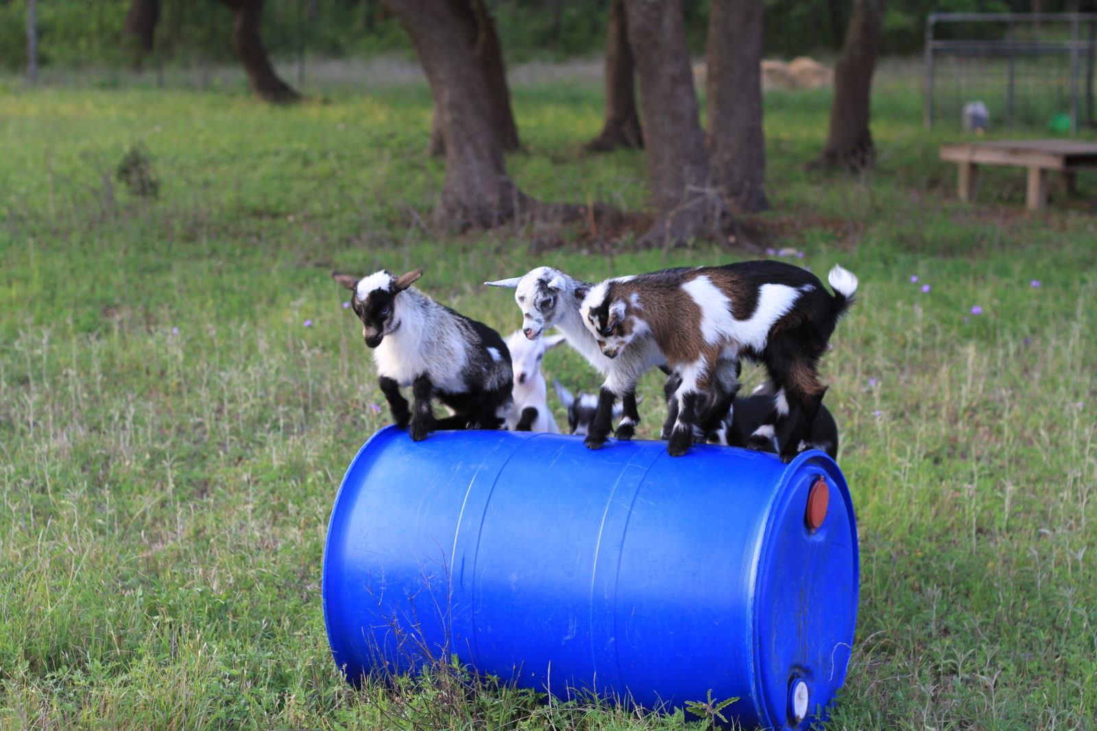 Nigerian Dwarf Goat Kids for sale in Central Texas