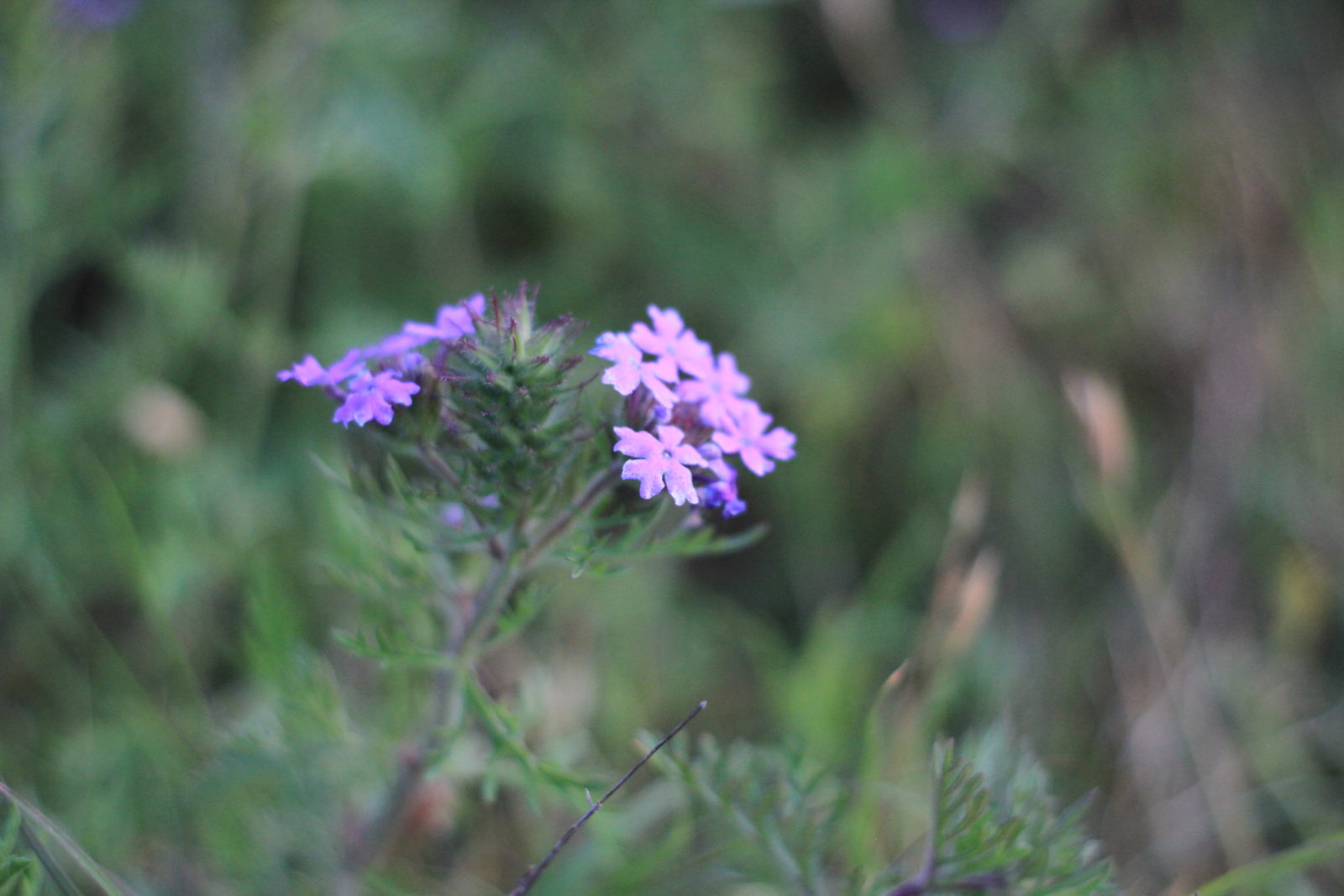 Prairie Vervain in Goat Field Old Factory Soap Company Blanco Texas