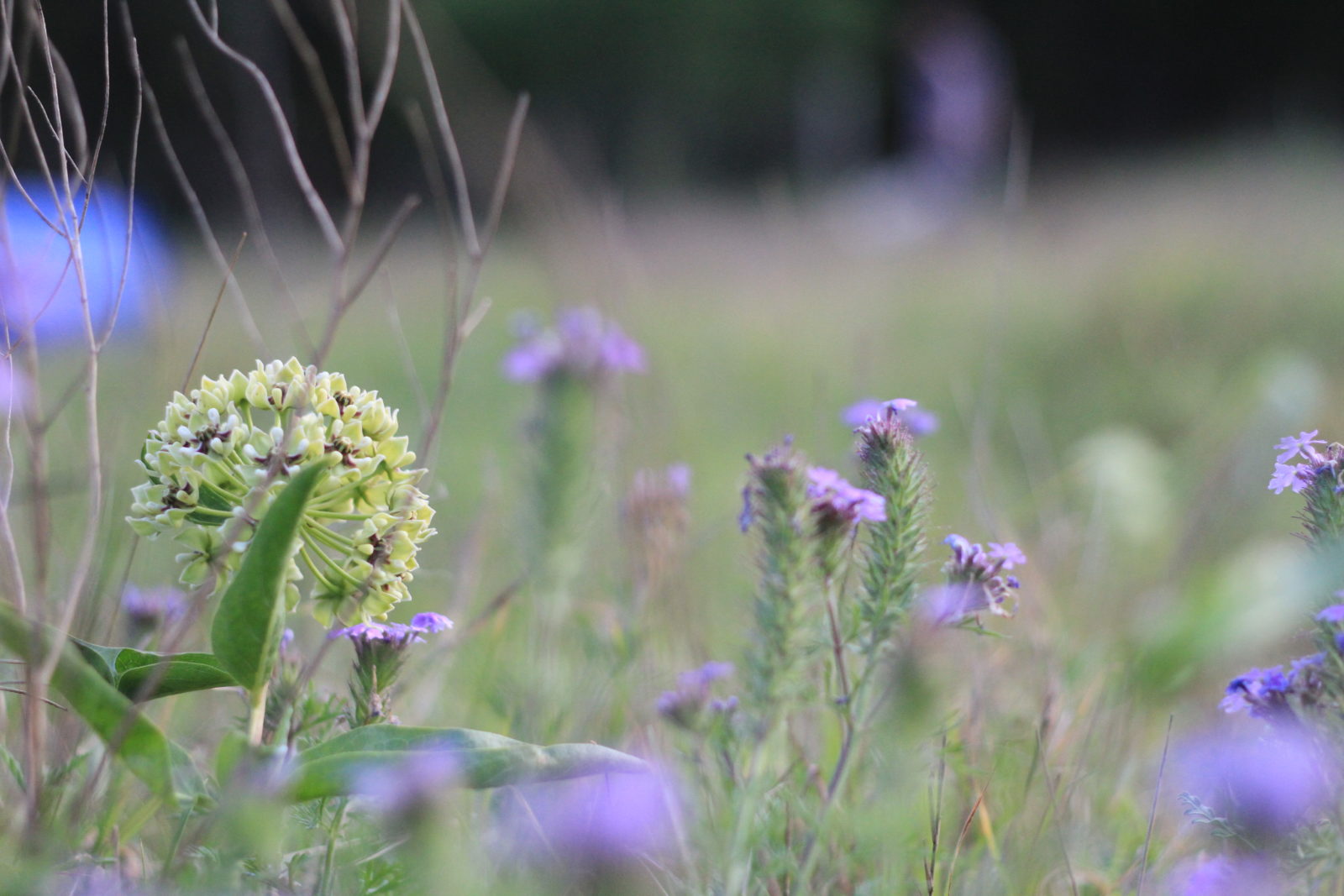 Antelope Horn Milkweed Prairie Vervain in Blanco Texas Goat Field