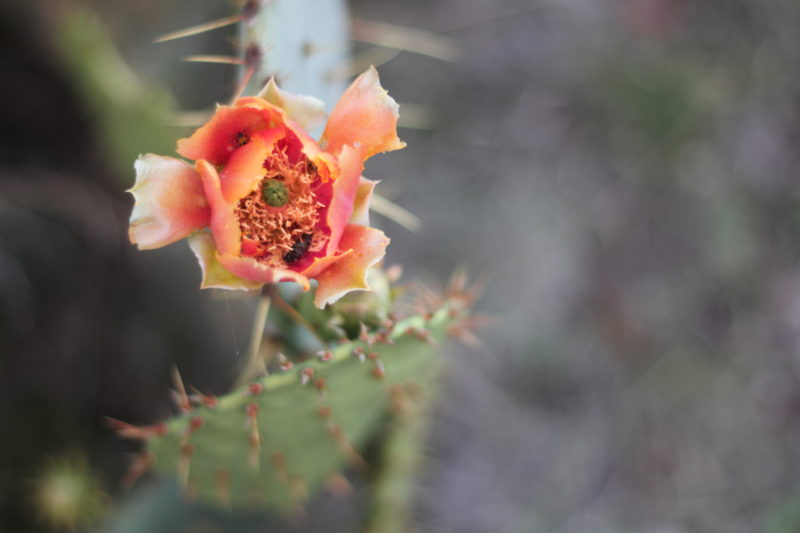 Prickly Pear Cactus Old Factory Soap Texas Hill Country