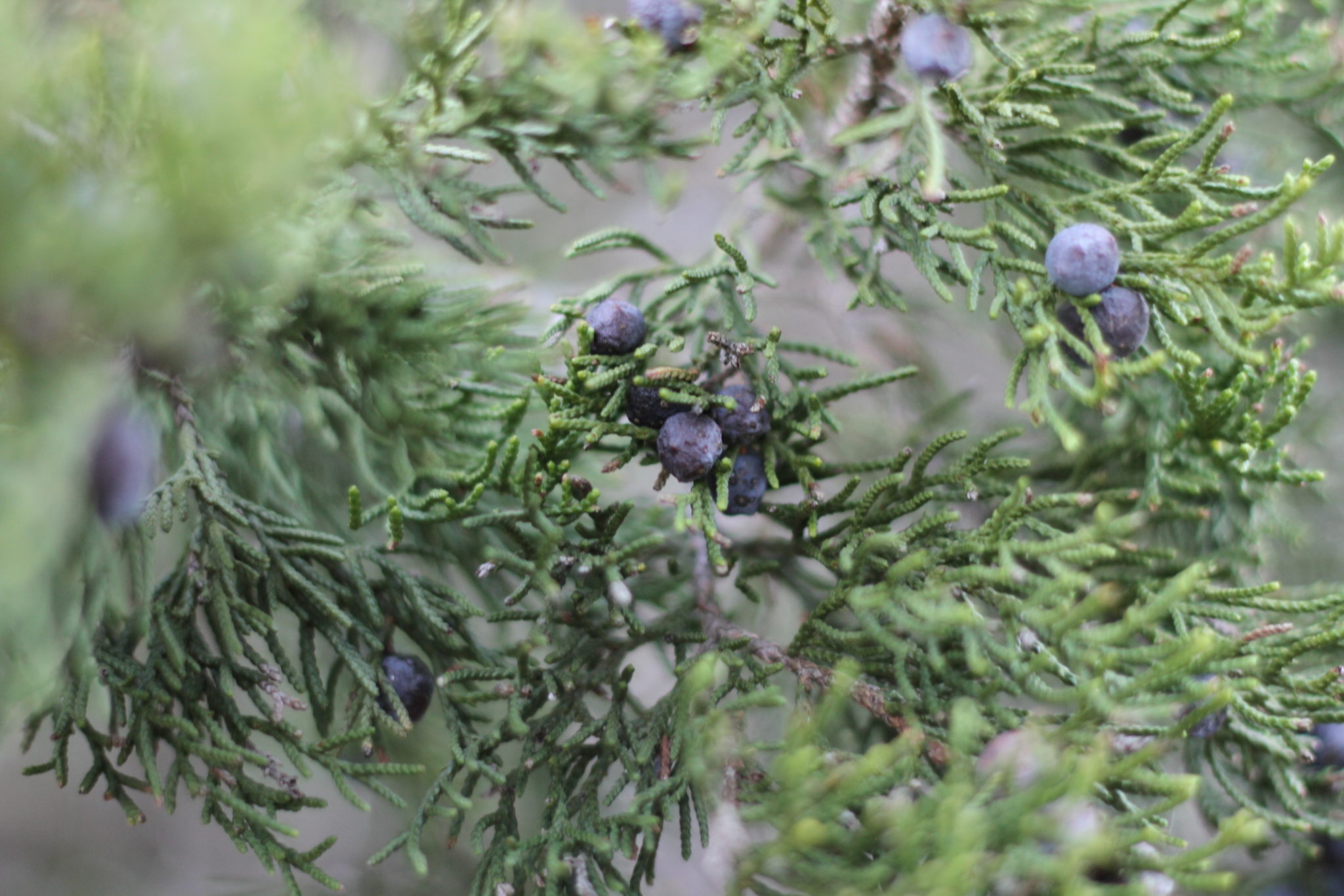 Juniper Berries Hill Country