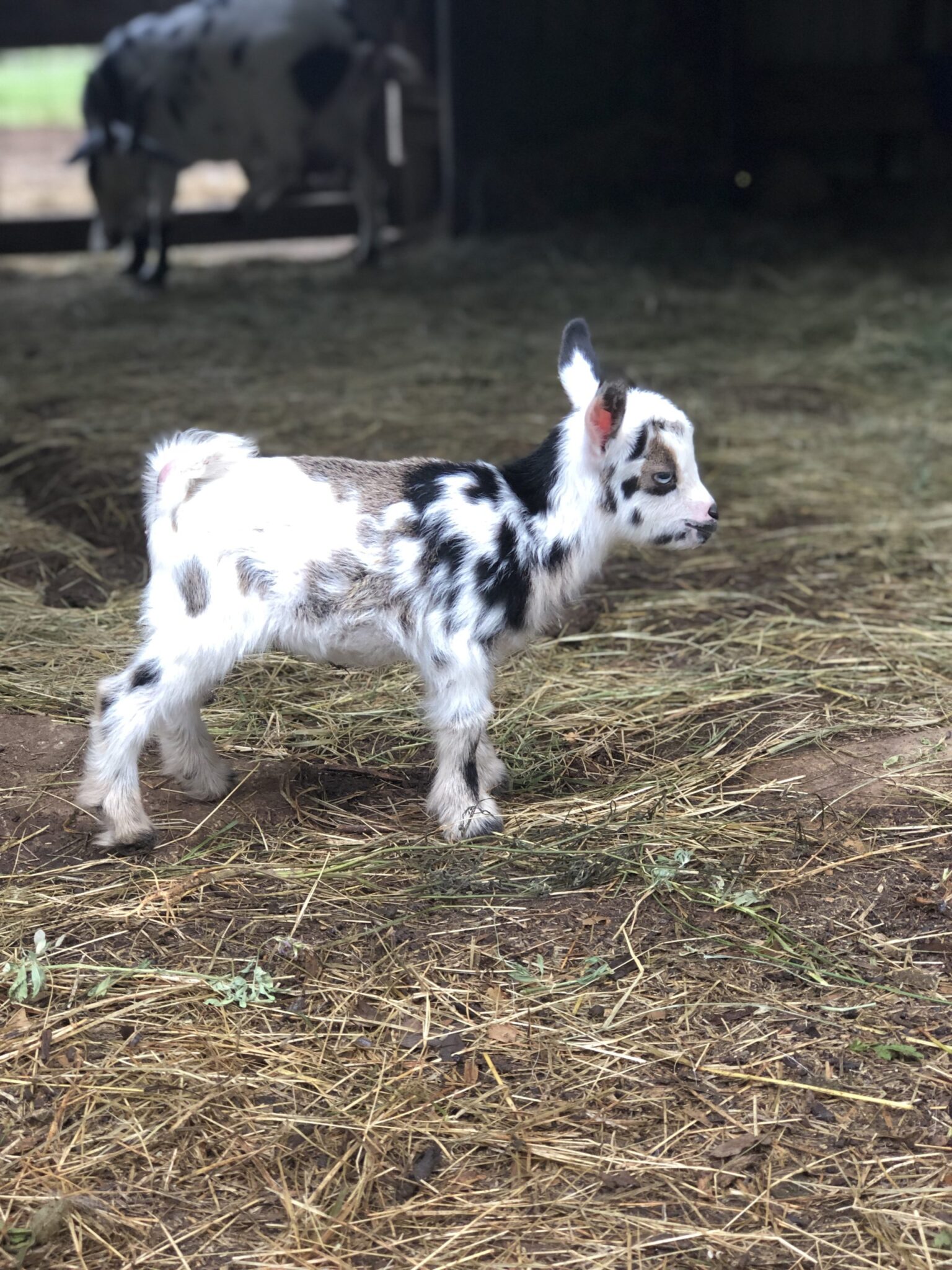 Nigerian Dwarf Goat Blanco Texas