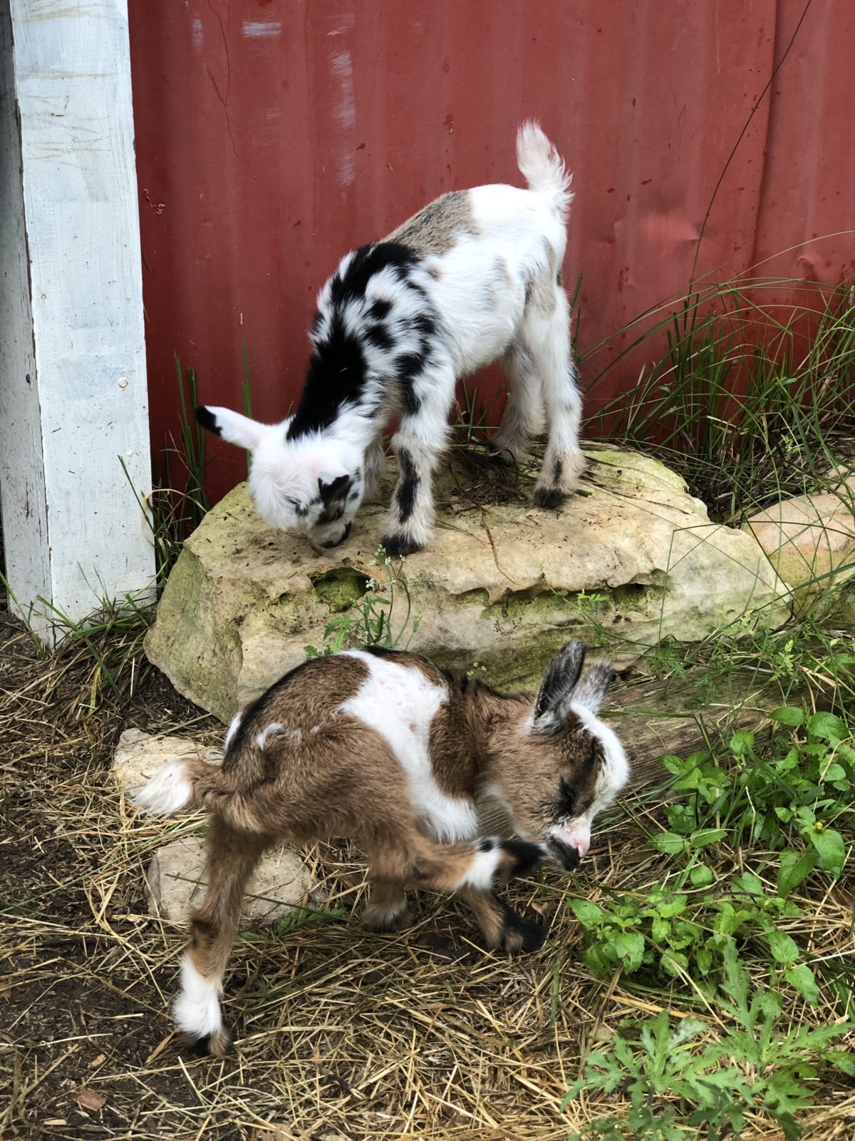 Nigerian Dwarf Goat Blanco Texas Goats Milk Soap