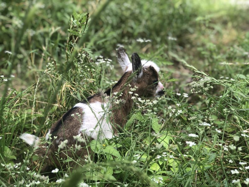 Nigerian Dwarf Goat Blanco Texas