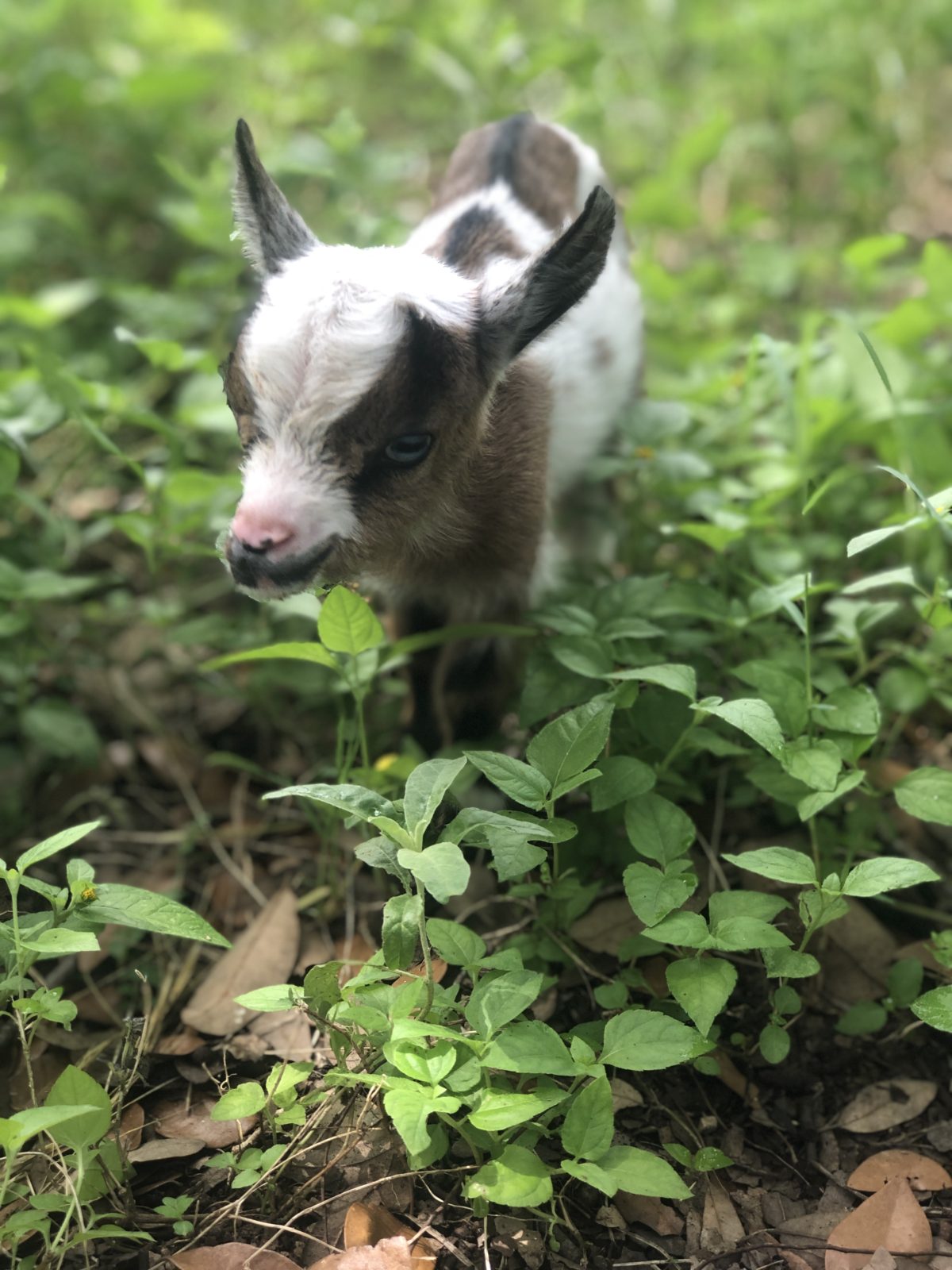 Nigerian Dwarf Goat Blanco Texas