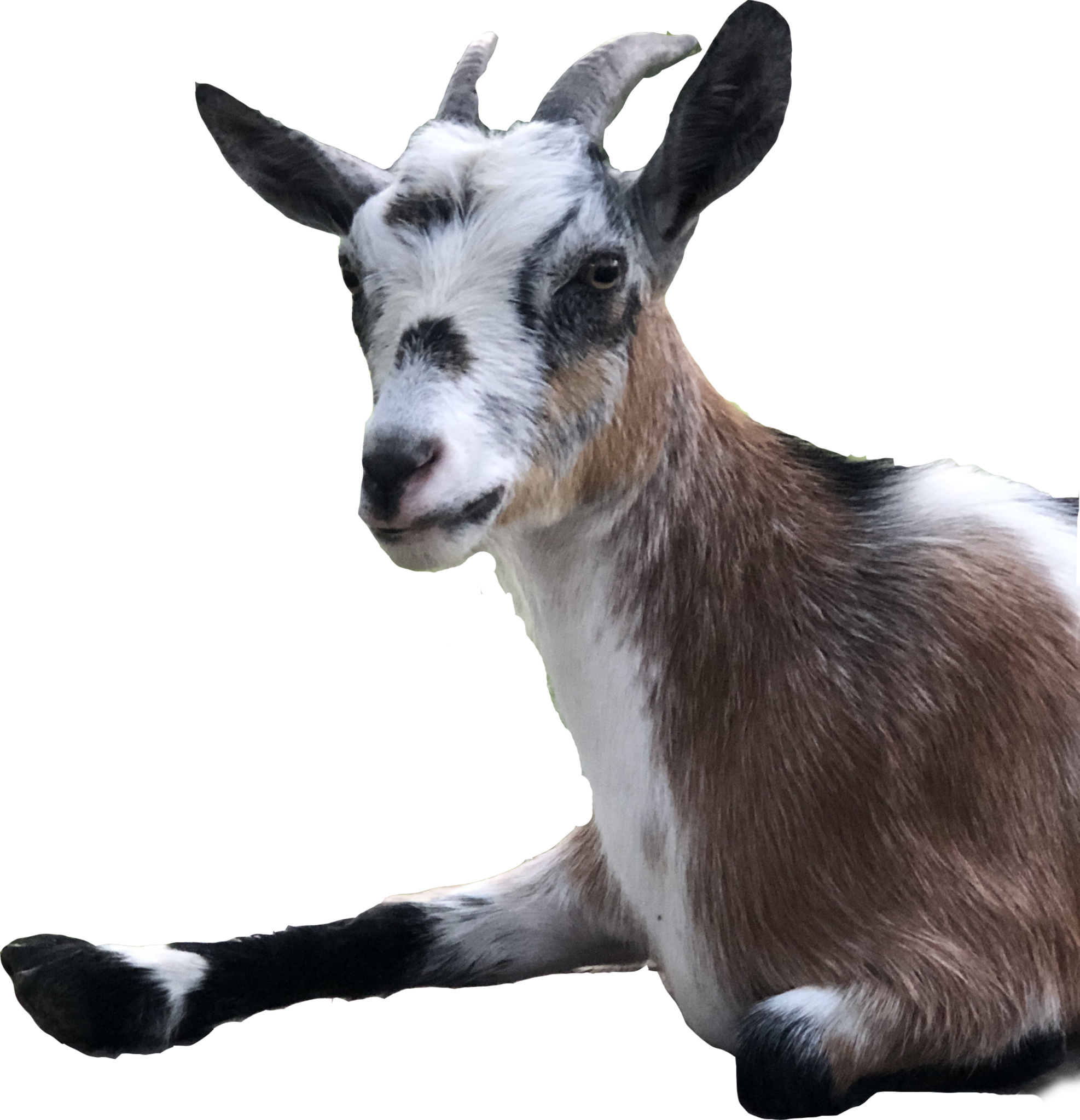 Clover Nigerian Dwarf Goat Milk Soap