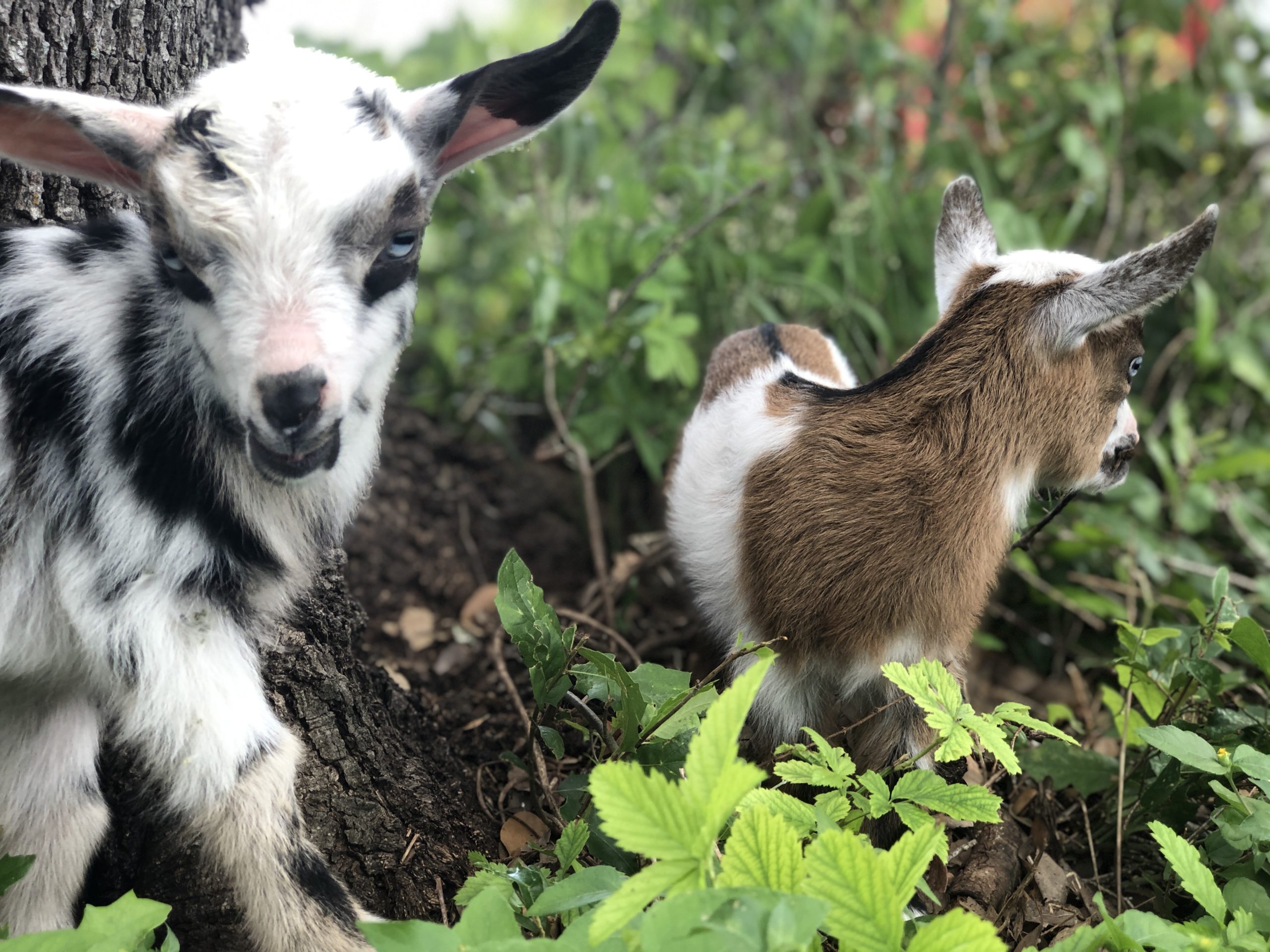 Nigerian Dwarf Goat Blanco Texas Goats Milk Soap