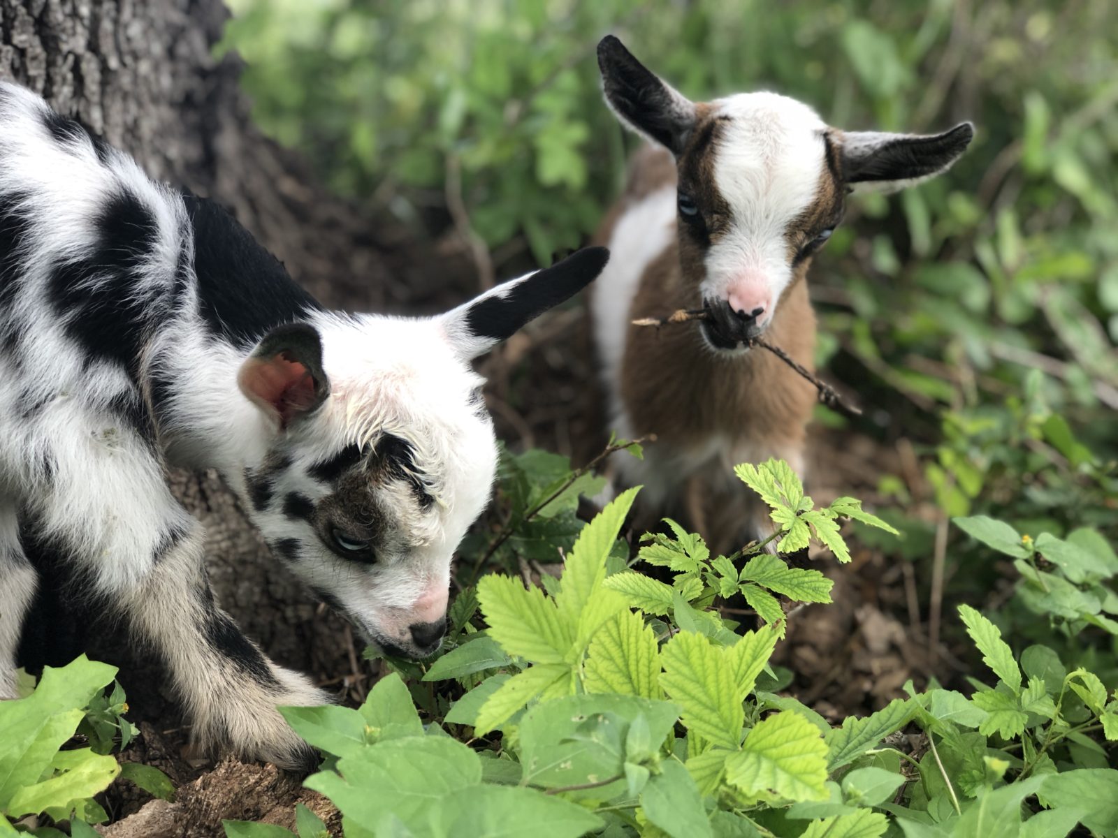 baby goat soap
