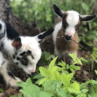 Nigerian Dwarf Goat Blanco Texas Goats Milk Soap