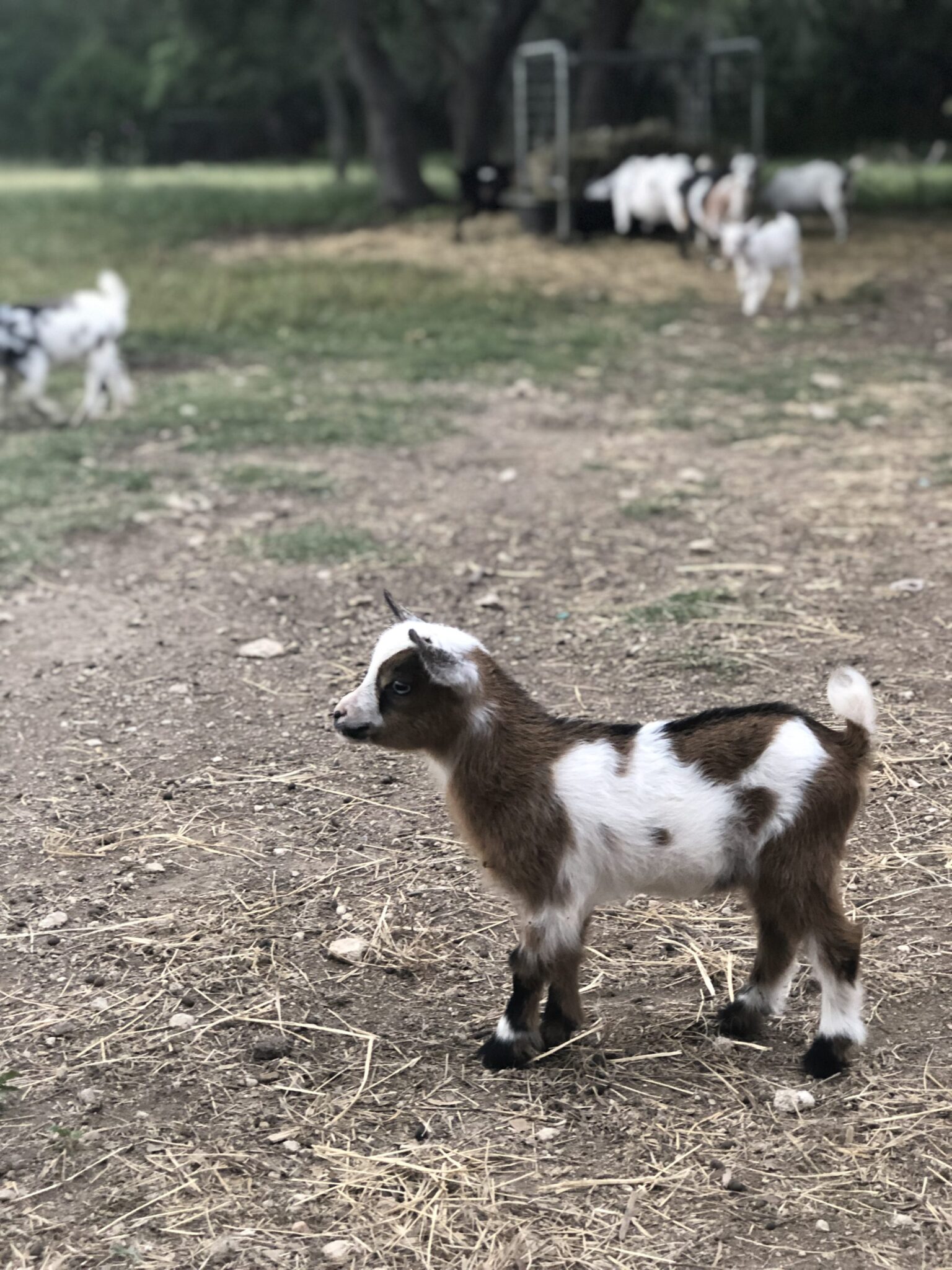 Nigerian Dwarf Goat Blanco Texas Goats Milk Soap