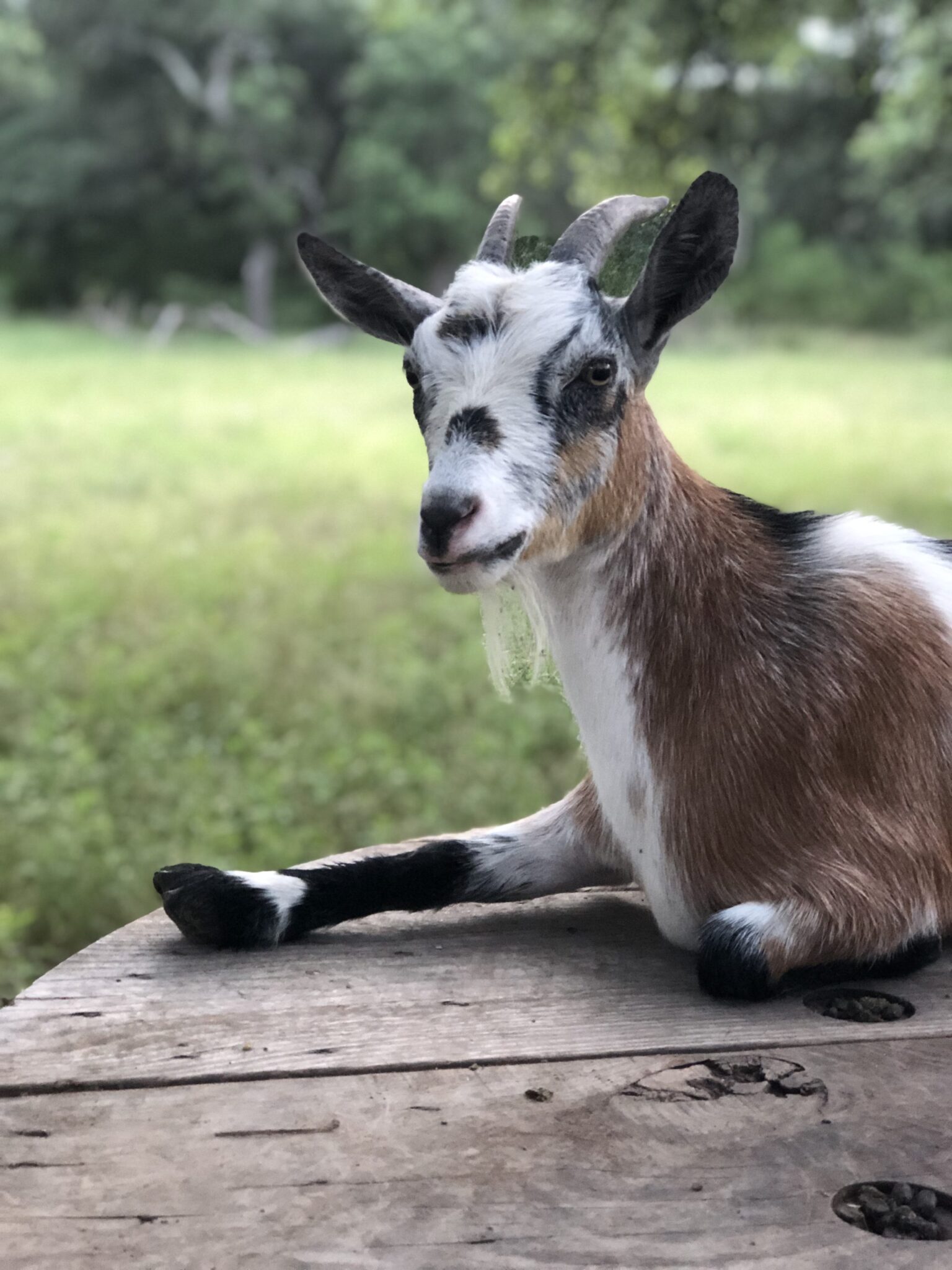 Nigerian Dwarf Goat Blanco Texas Goats Milk Soap