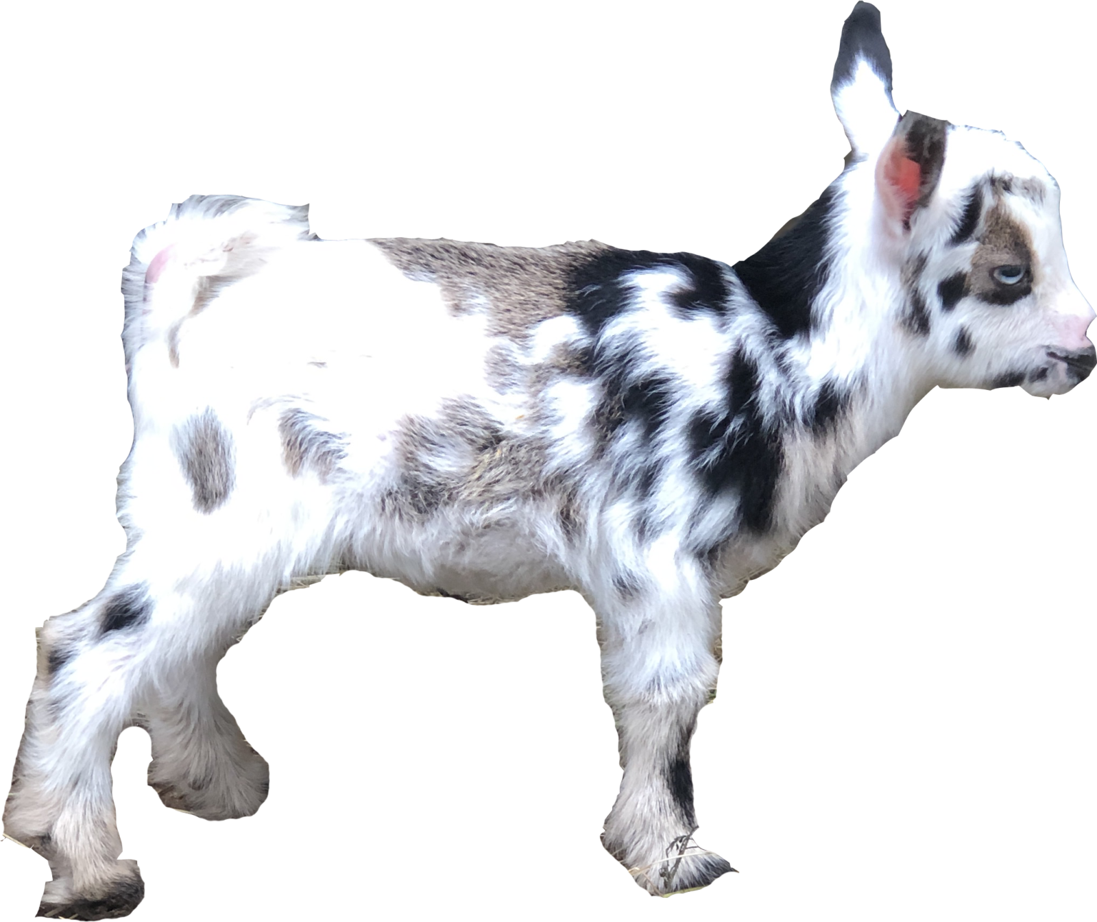 Skye Nigerian Dwarf Goat Blanco Texas Goats Milk Soap