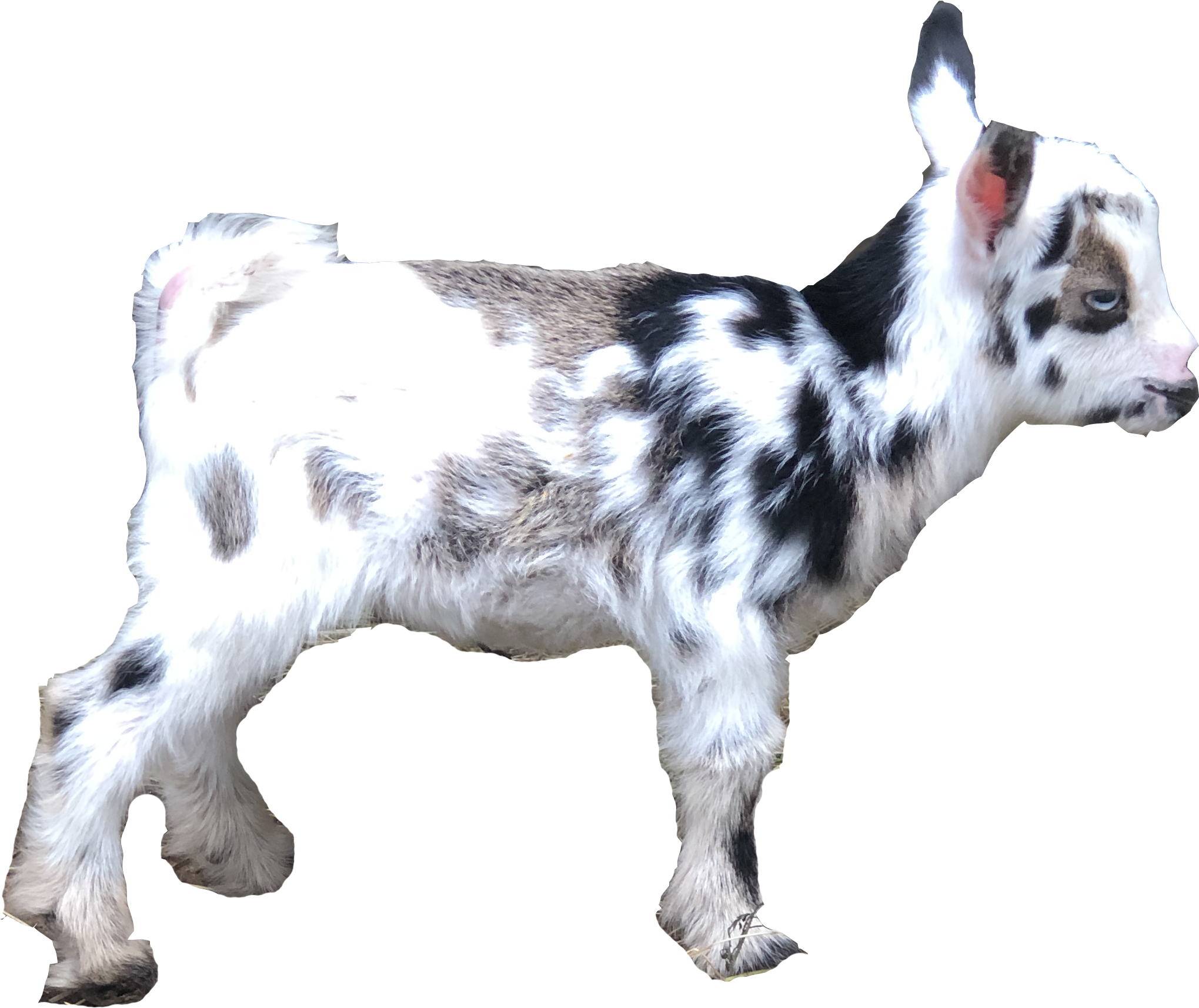 Skye Nigerian Dwarf Goat Blanco Texas Goats Milk Soap
