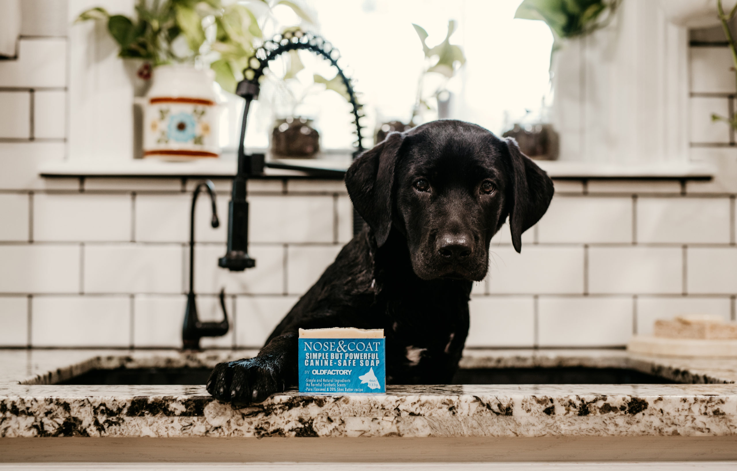 All Natural Puppy Safe Dog Soap Old Factory Soap