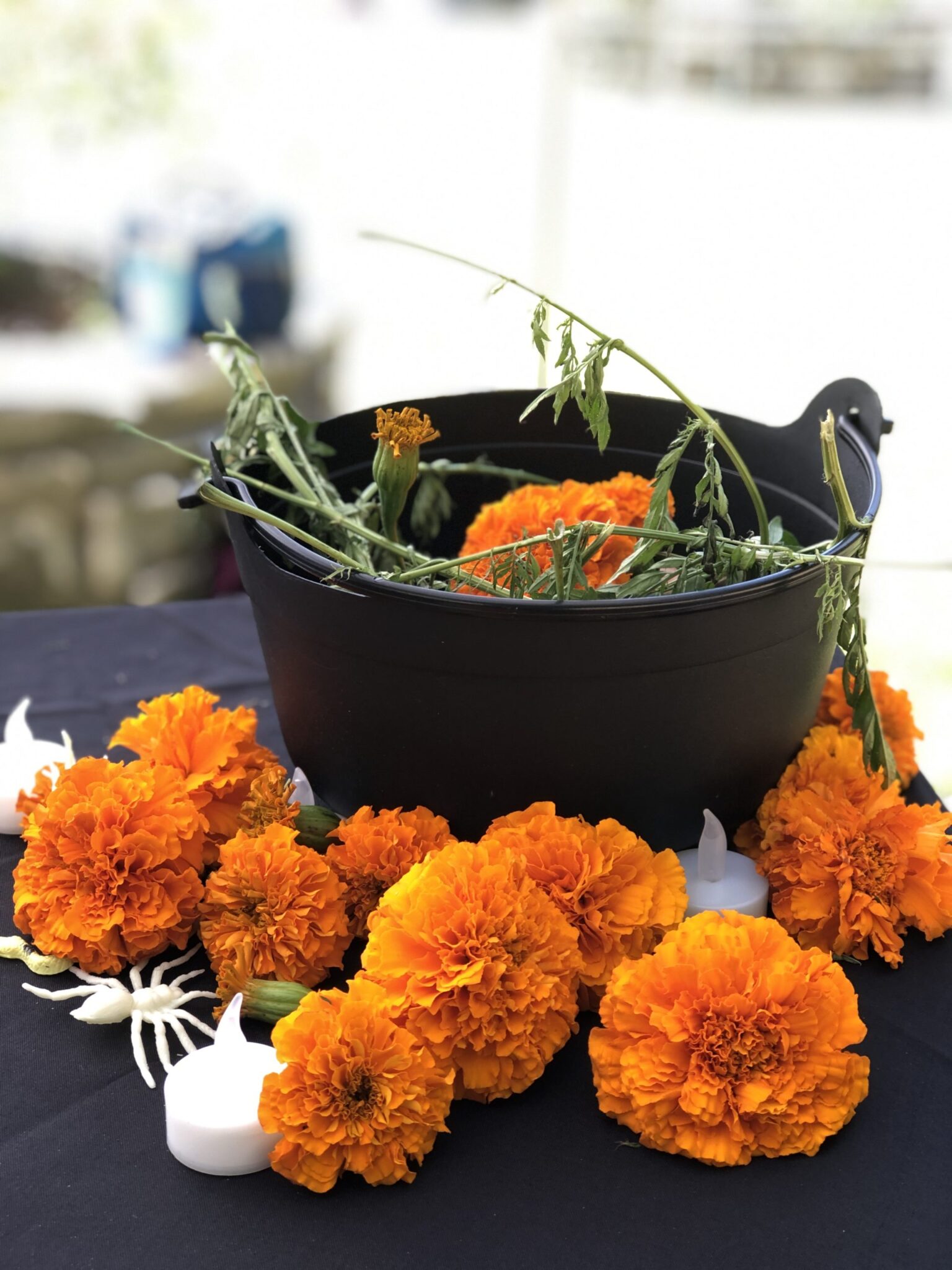 Moonflower Herb Fest Austin Texas 2019